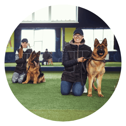 All Paws Mid Circle Board Train